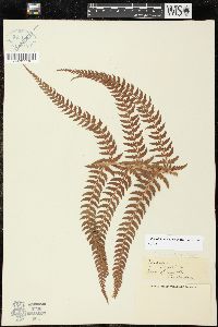 Polystichum discretum image