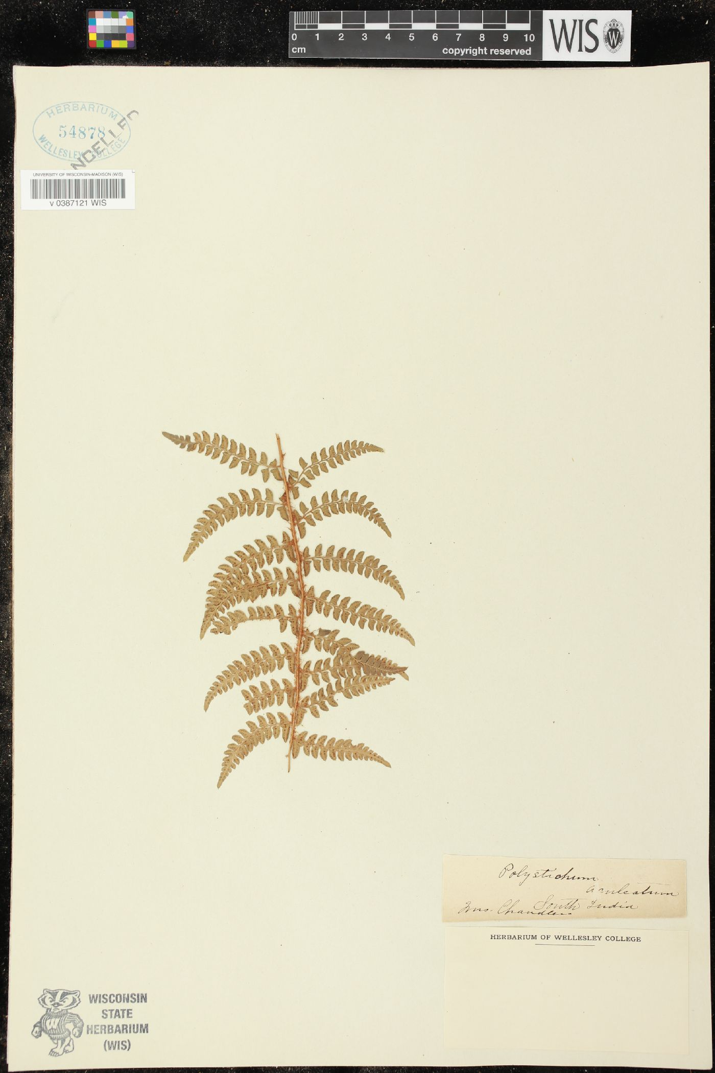 Polystichum aculeatum image