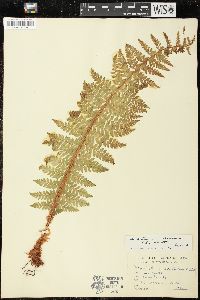 Polystichum aculeatum image