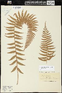 Nephrolepis cordifolia image