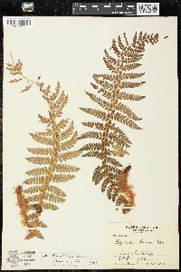 Polystichum braunii image