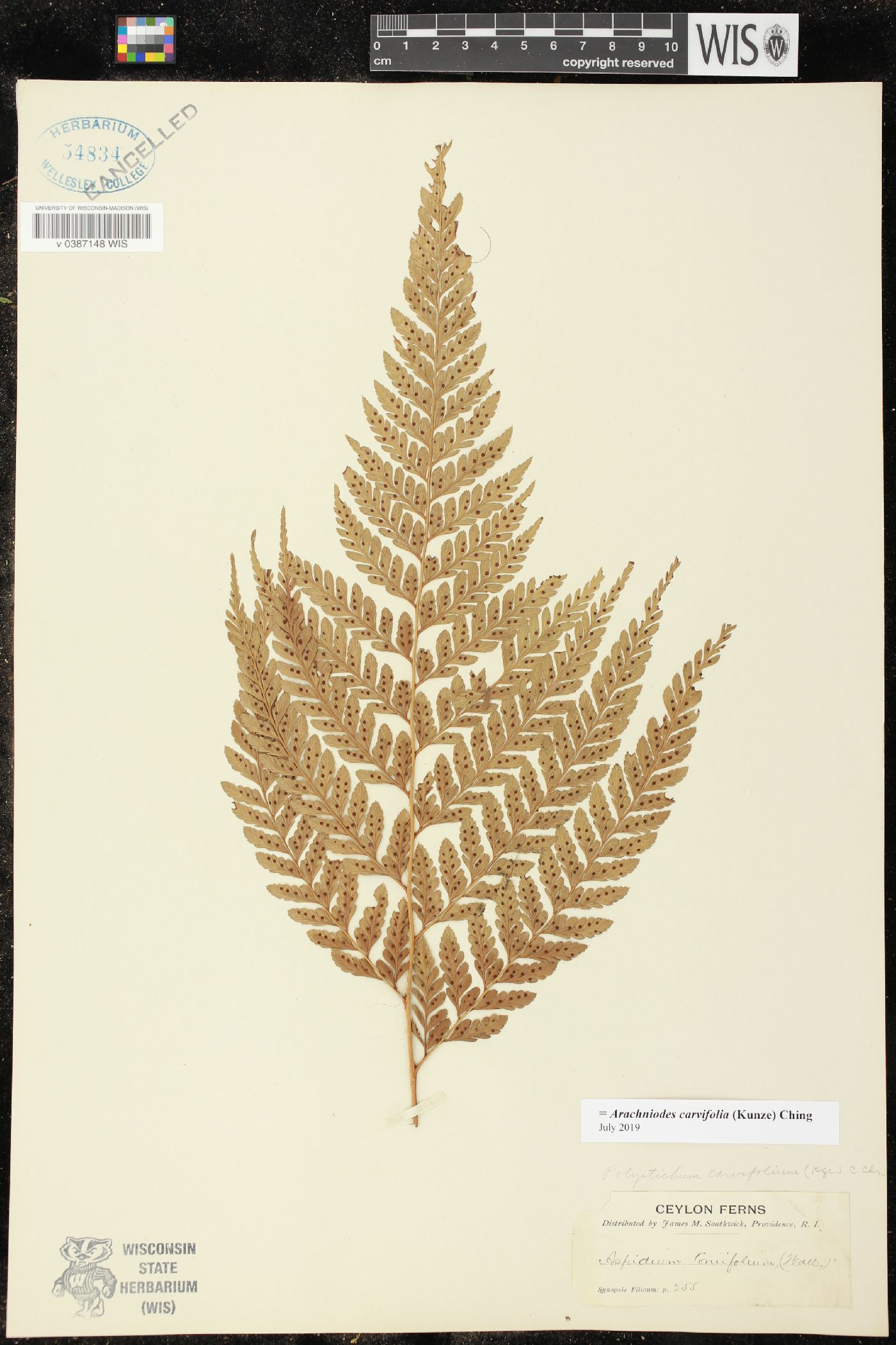 Arachniodes carvifolia image
