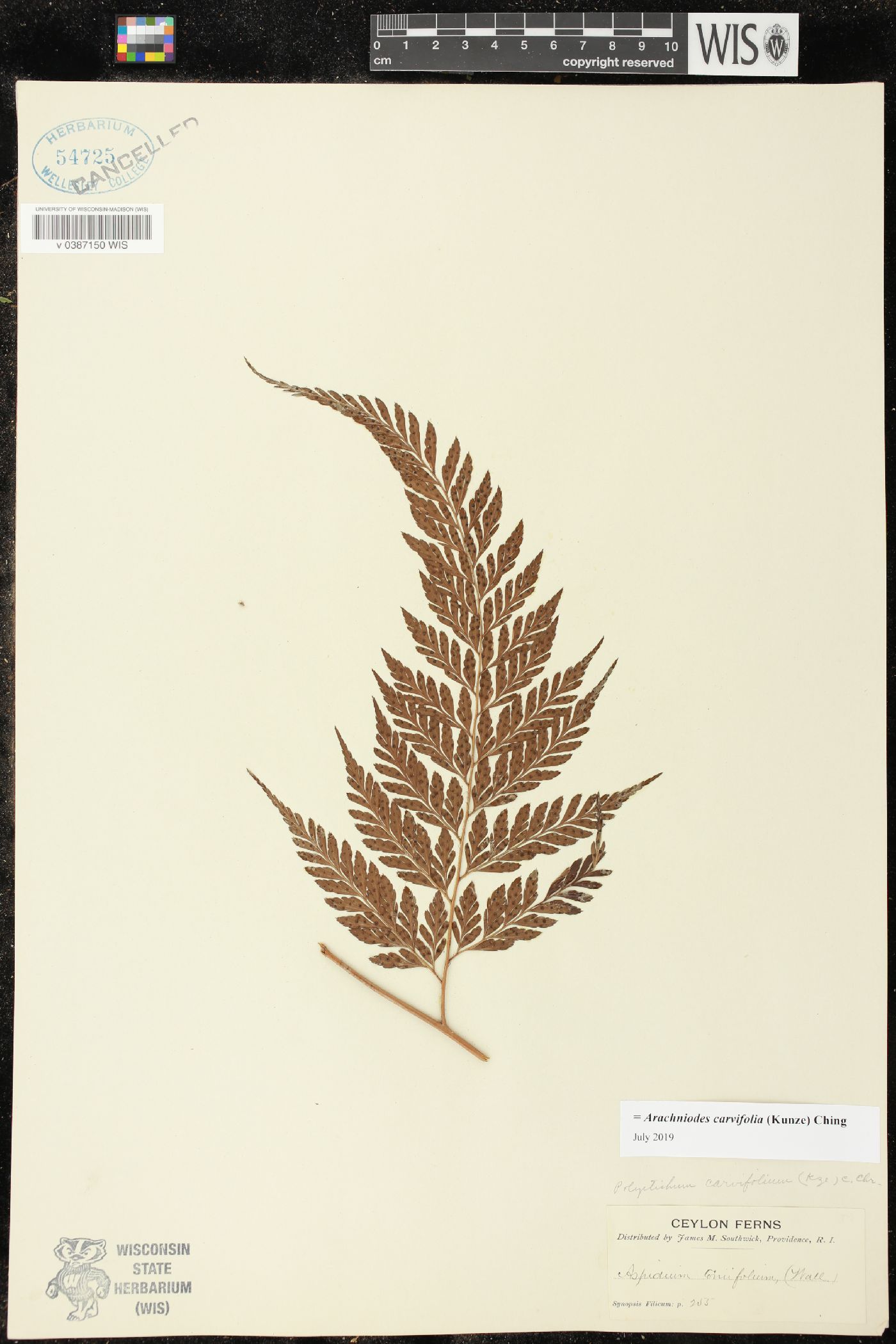 Arachniodes carvifolia image