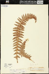 Polystichum haleakalense image