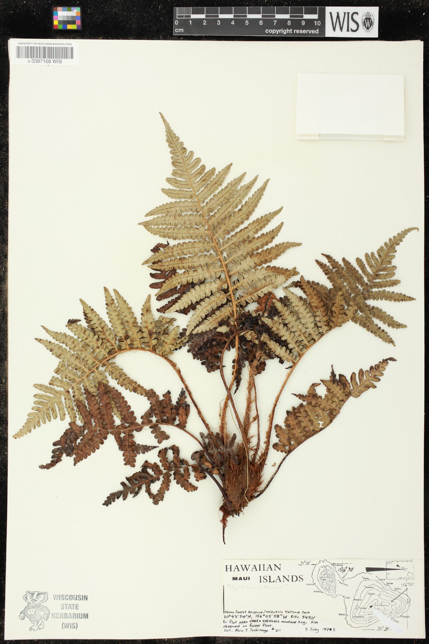 Polystichum hillebrandii image