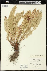 Polystichum lonchitis image