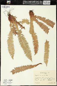 Polystichum lonchitis image