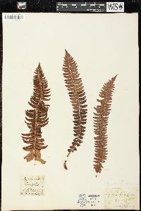 Polystichum lonchitis image