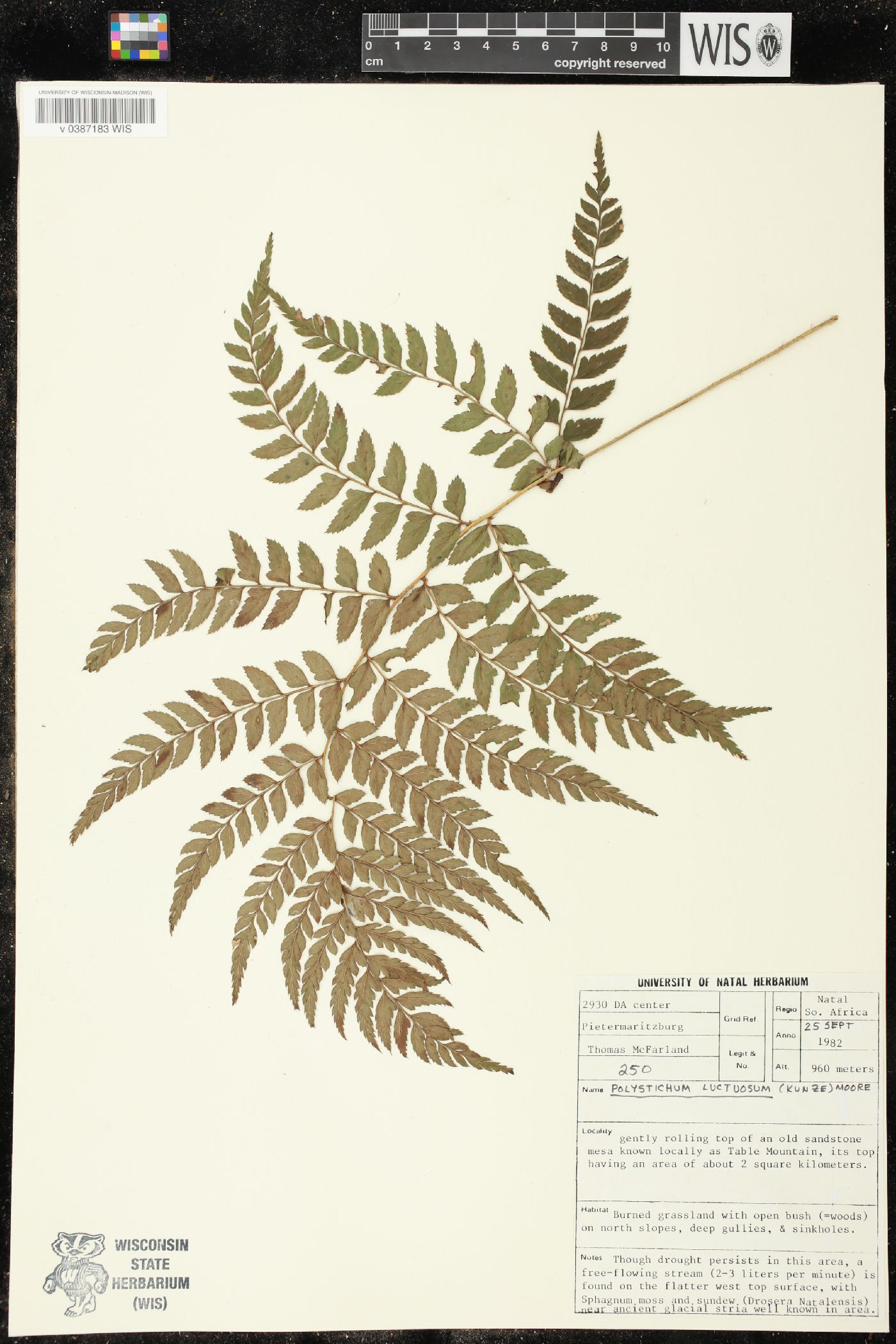 Polystichum luctuosum image