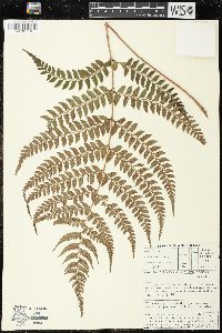 Polystichum luctuosum image