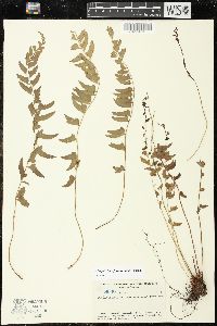 Polystichum formosanum image