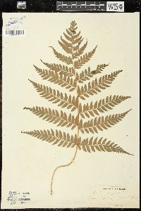 Polystichum pungens image