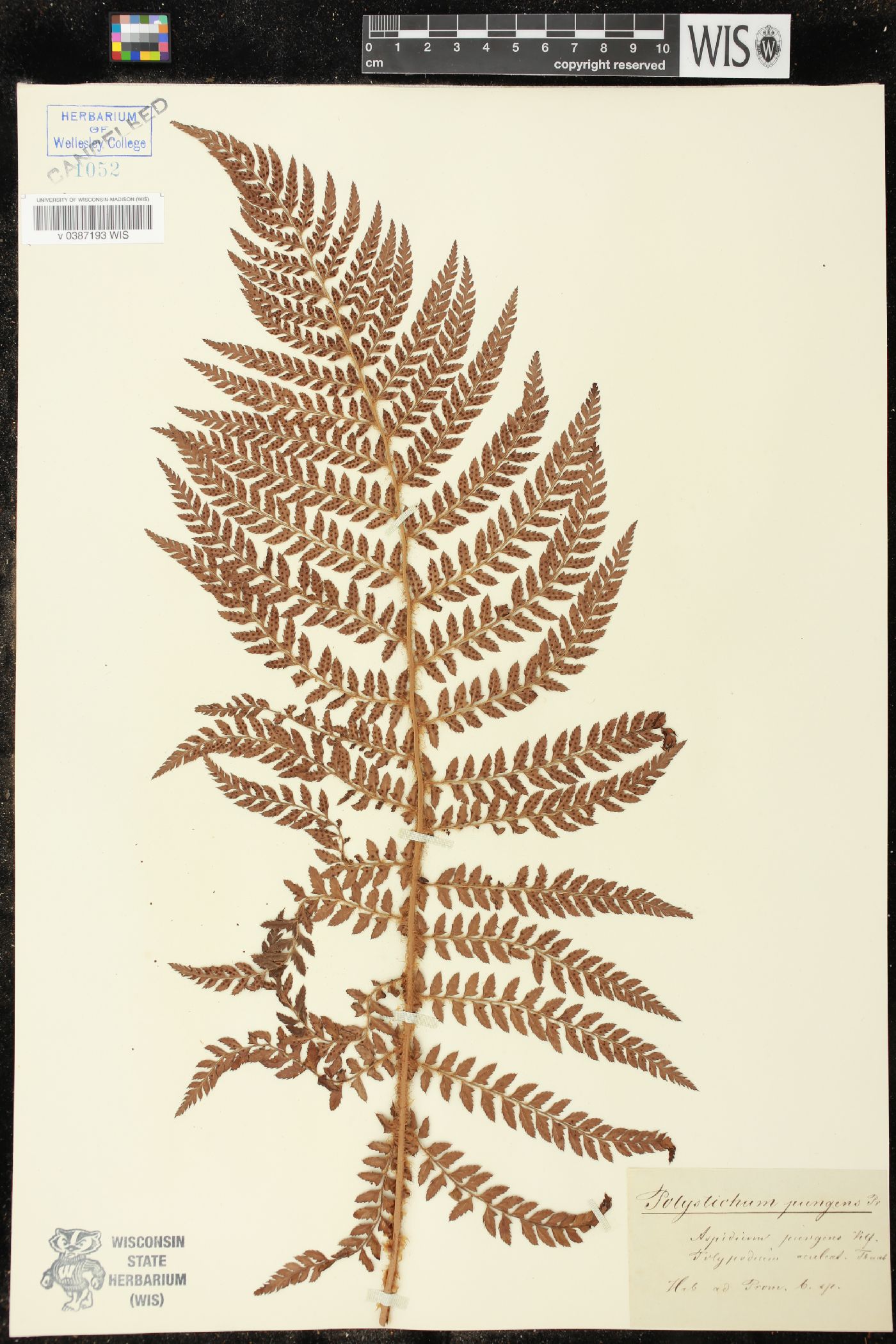 Polystichum pungens image