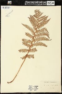 Polystichum pungens image