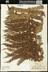 Polystichum retrosopaleaceum image