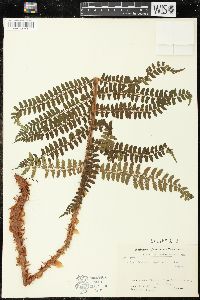 Polystichum retrosopaleaceum image