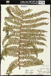 Polystichum retrosopaleaceum image