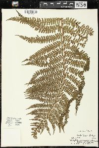 Polystichum retrosopaleaceum image