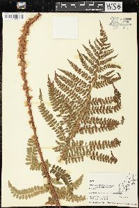 Polystichum retrosopaleaceum image