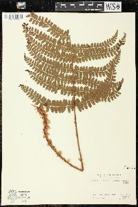 Polystichum retrosopaleaceum image