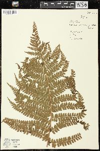 Polystichum retrosopaleaceum image