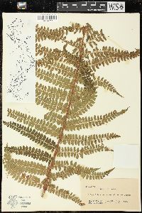 Polystichum retrosopaleaceum image