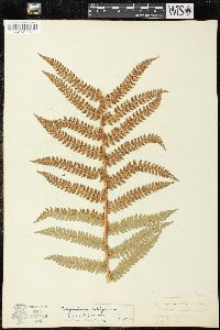 Polystichum setiferum image