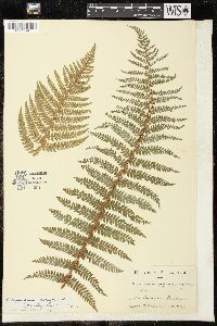 Polystichum setiferum image