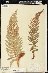 Polystichum setiferum image