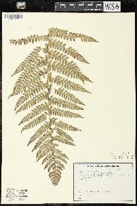 Polystichum setiferum image