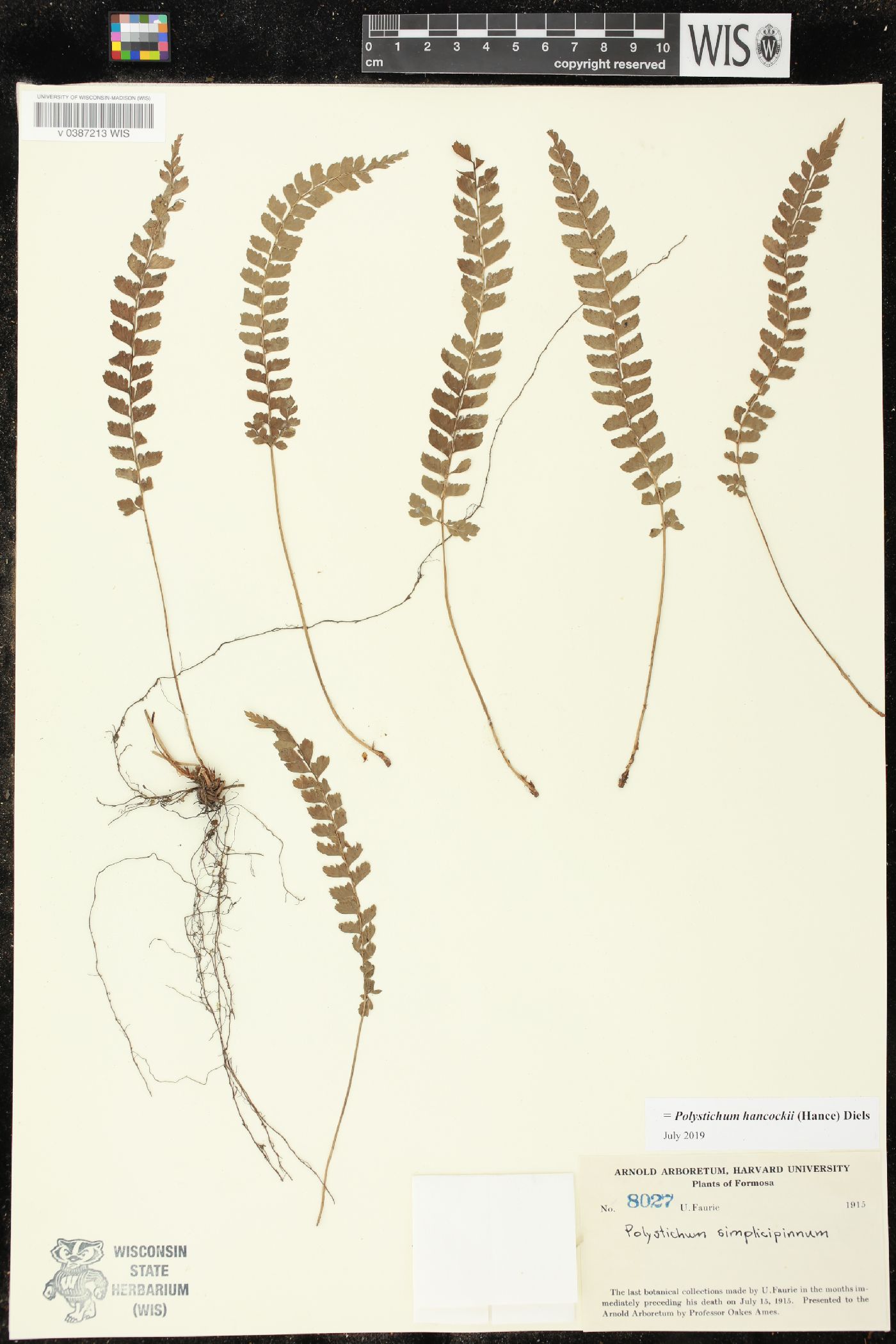 Polystichum hancockii image