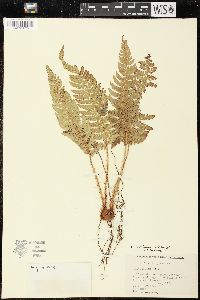 Polystichum braunii image