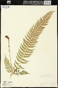 Polystichum tripteron image