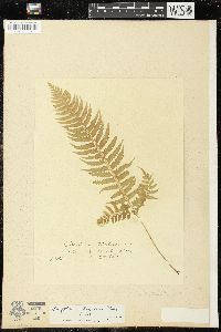 Polystichum tripteron image