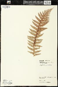 Polystichum vestitum image