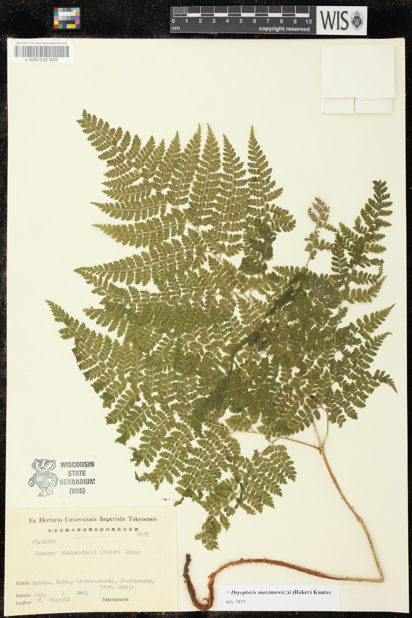 Dryopteris maximowiczii image