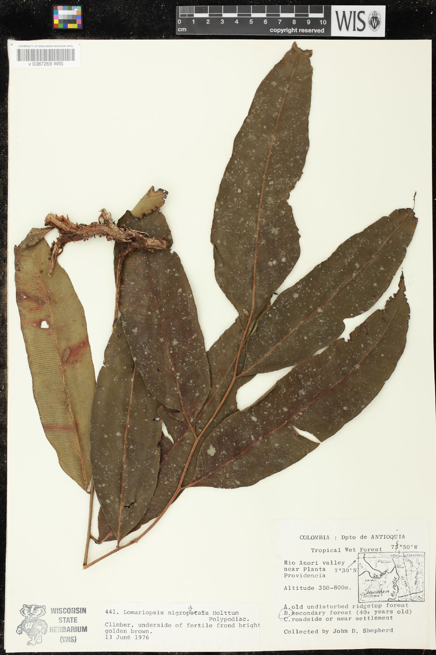 Lomariopsis nigropaleata image