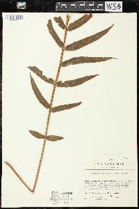 Nephrolepis biserrata image