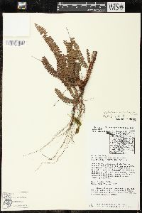 Nephrolepis pectinata image