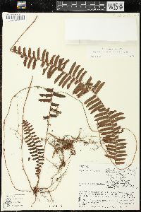 Nephrolepis rivularis image