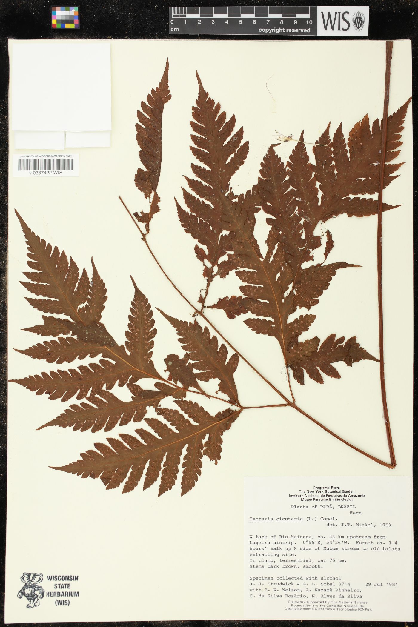 Tectaria cicutaria image