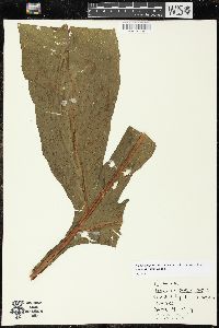 Draconopteris draconoptera image