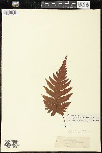 Tectaria gaudichaudii image