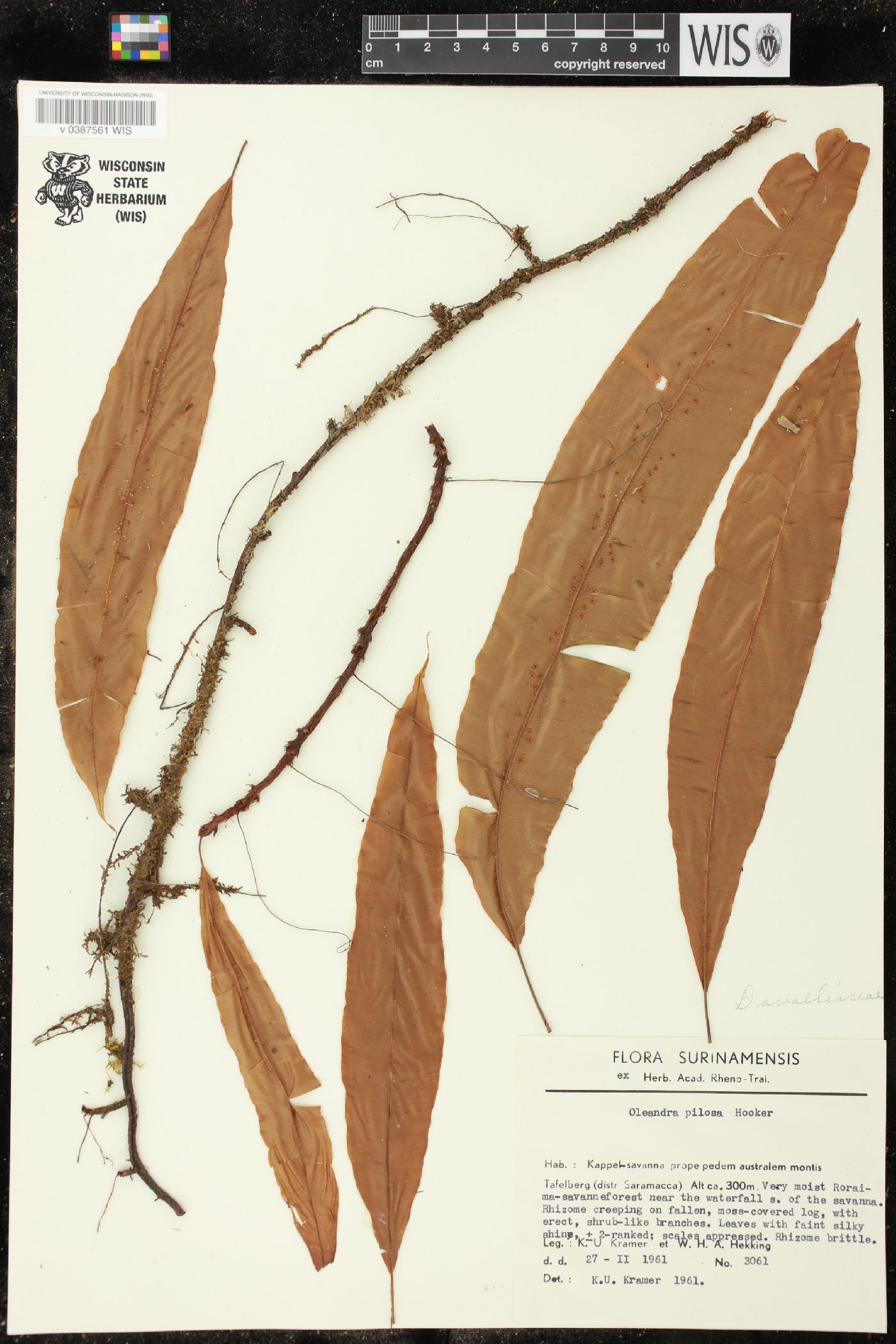 Oleandra pilosa image