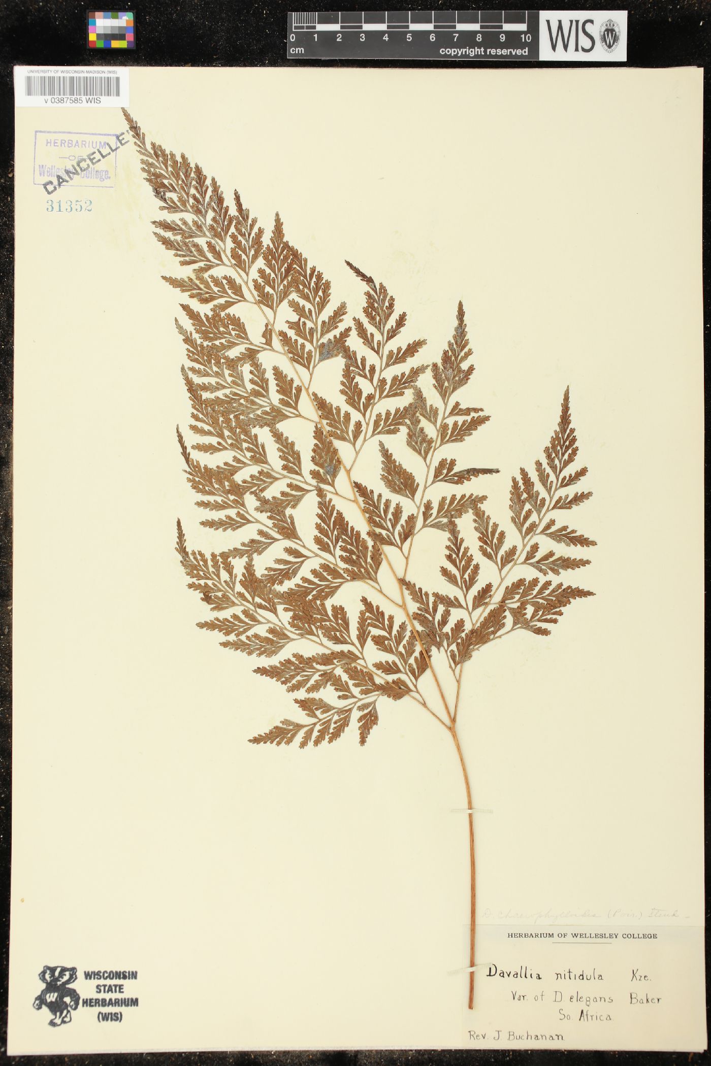 Davallia chaerophylloides image