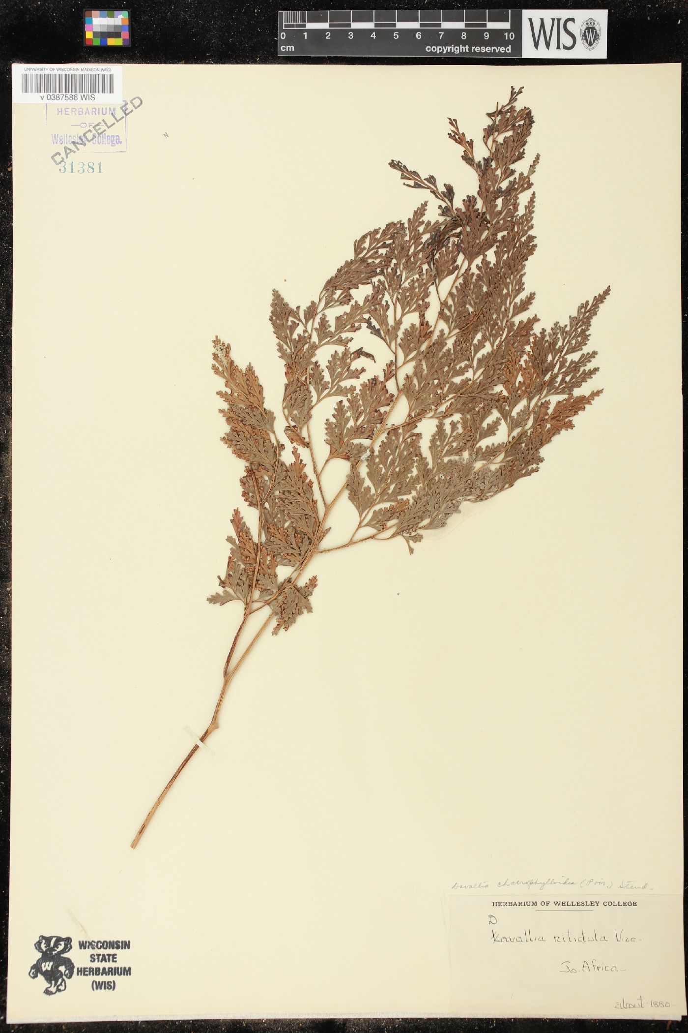 Davallia chaerophylloides image