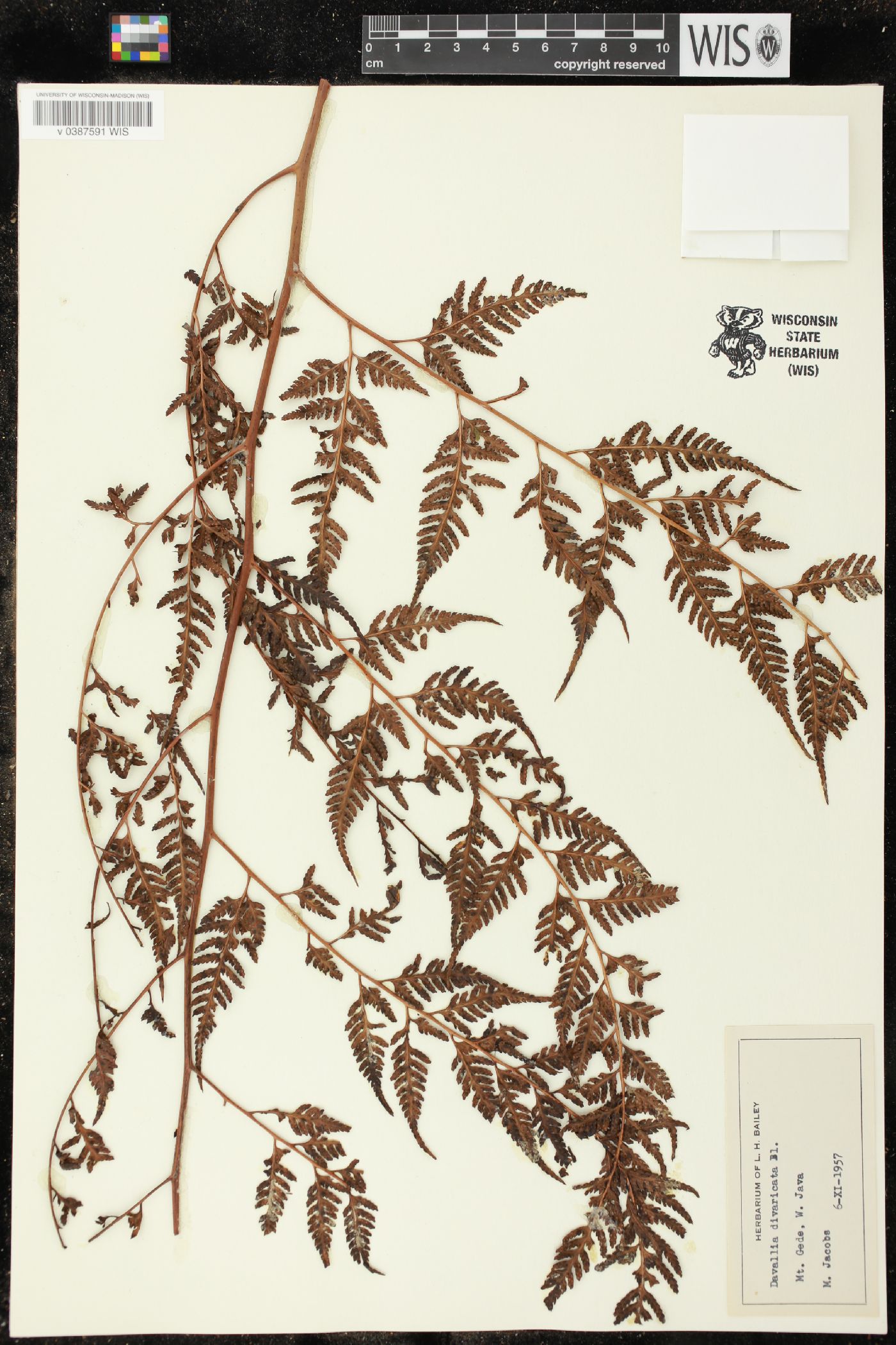Davallia divaricata image