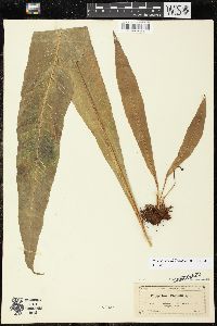 Campyloneurum phyllitidis image