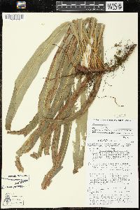 Campyloneurum amphostenon image