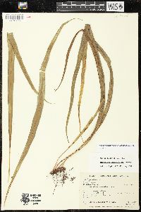 Campyloneurum angustifolium image